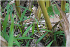 Elettaria cardamomum